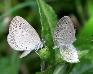 国产采精小蝴蝶,探寻自然之美与科技创新的完美融合